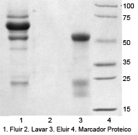 detección de capacidad de unión usando proteína A/G Magbeads