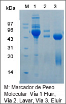 resina de purificación de proteína