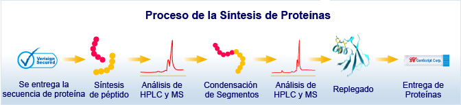 síntesis química de proteína