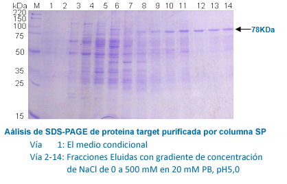 Purificación de Proteína