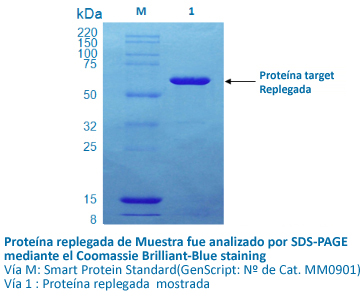 Replegado de Proteína