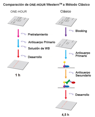 western blot en una hora western blot en una hora
