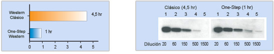 western blot en una hora