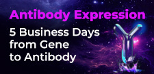 Image 40: Discover how TurboCHO™ delivers your antibody in just 5BDs!