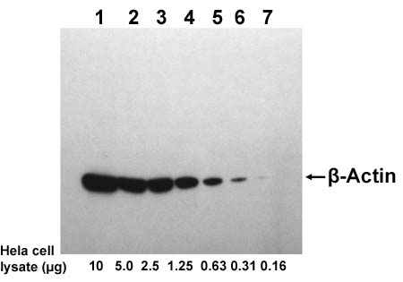 Examples of using One-step Western<sup>TM</sup> Blot Kit