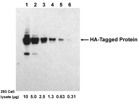 Examples of using One-step Western<sup>TM</sup> Blot Kit