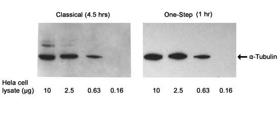 Examples of using One-step Western<sup>TM</sup> Blot Kit
