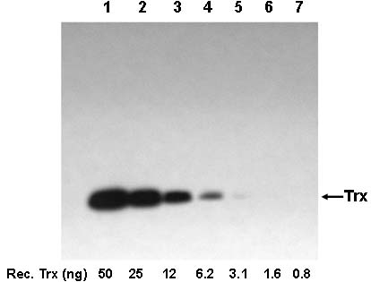 Examples of using One-step Western<sup>TM</sup> Blot Kit