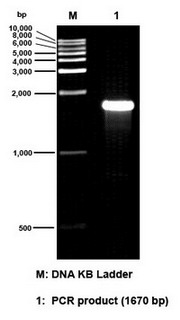 Electrophoresis results of All-In-One Precast 0.8% Agarose Gel Electrophoresis Kit (L00333)