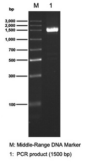 Electrophoresis results of All-In-One Precast 2% Agarose Gel Electrophoresis Kit (L00335)