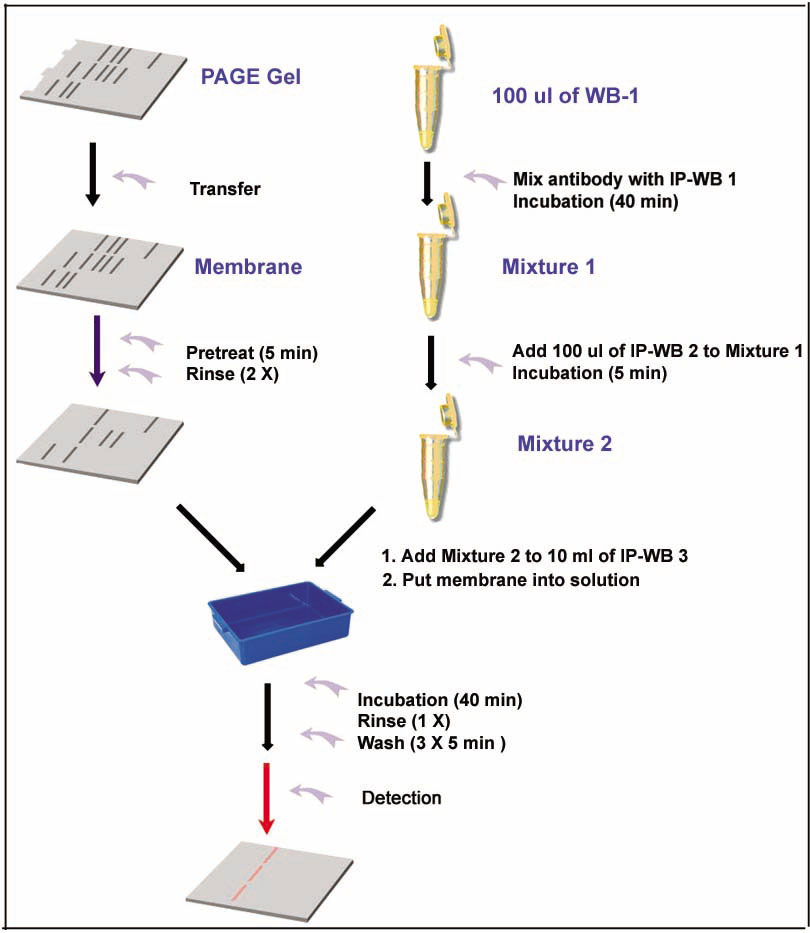 Overview of One-Step IP-Western Procedure Overview of One-Step IP-Western Procedure