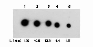 Examples of using One-Step<sup>TM</sup> GST Western Blot Kit