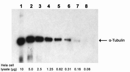 Examples of using One-step Western Blot Kit