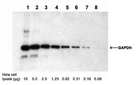 Examples of using One-step Western Blot Kit