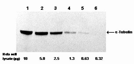 Examples of using One-Step GST Western<sup>TM</sup> Blot Kit