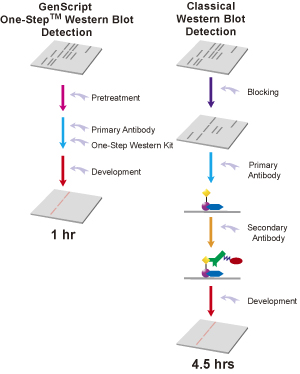 One-Step Western Blot analysis flow chart