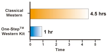 Time analysis on Western Blot Analysis