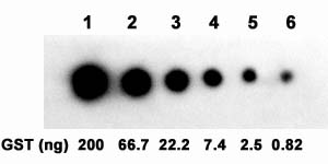 Examples of using One-Step GST Western<sup>TM</sup> Blot Kit