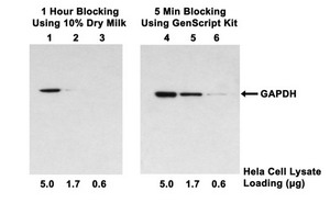 Western blot with quick western blocking kit