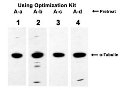 Western blot with quick western blocking optimization Kit