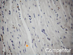 Detecting apoptosis induced group using competitor's Apoptosis Detection Kit
