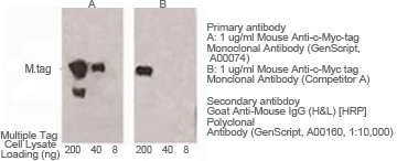 western blot using anti cmyc tag antibody