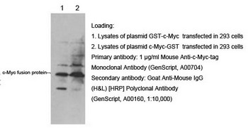 Detection of GST-cmyc using anti cMyc Tag antibody