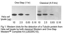 Western blot with One-Step western complete kit Western blot with One-Step western complete kit