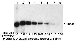 western detection using HRP substrate