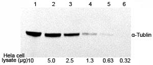 Western blot detection using TMB substrate Western blot detection using TMB substrate