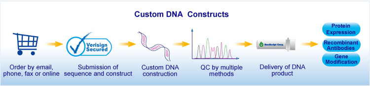 Custom DNA Constructs
