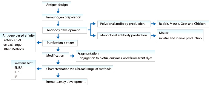 One-stop antibody services