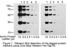 Western blot with one-step His-Tag Western kit
