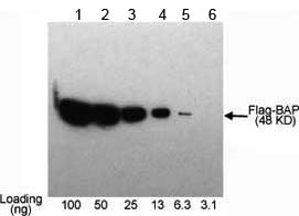 Western blot with one-step flag-tag western kit
