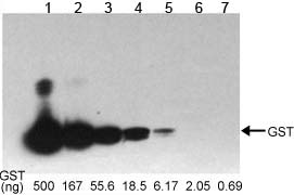 Western blot with One-Step GST-Tag Western Kit