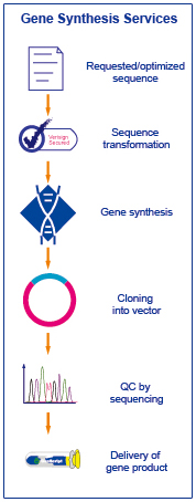 gene synthesis pcr cloning gene synthesis pcr cloning