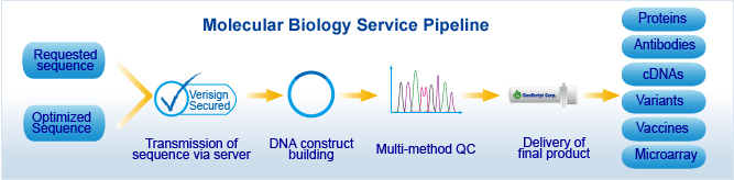 molecular biology service pipeline molecular biology service pipeline