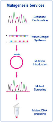 mutagenesis service outsourcing mutagenesis service outsourcing