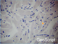 Detecting negative control group using GenScript TUNEL Apoptosis Detection Kit