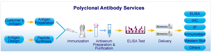Polyclonal Antibody Services Polyclonal Antibody Services