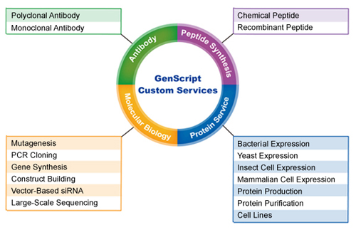 GenScript Custom Services