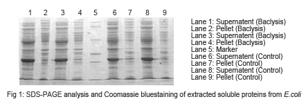 protein extraction reagent