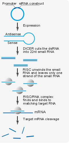 DICER cuts viral RNA into 22-nucleotide strips DICER cuts viral RNA into 22-nucleotide strips