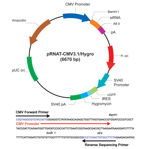 Cmv Promoter Sequence Primer Cmv Promoter Sequence Primer
