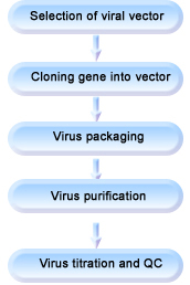 Viral Vector Construction Procedures