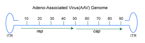="Adenoviral