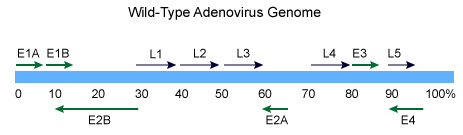 Adenoviral(AV) Genome