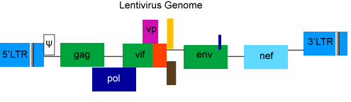 Lentiviruses (LV) Genome