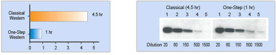 western blot in one hour