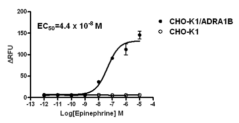 Human Recombinant ADRA1B Adrenoceptors Stable Cell Line